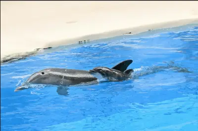 Bottlenose dolphin born at Brookfield Zoo Chicago for 1st time in over a decade