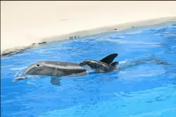 Bottlenose dolphin born at Brookfield Zoo Chicago for 1st time in over a decade